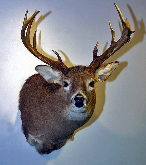 mounted deer head